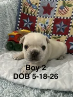 Sir Henry, a male French Bulldog for sale in Atoka, OK – 1 of 3