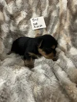 Frankie, a male Yorkshire Terrier for sale in Atoka, OK – 2 of 3