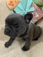 Blue  2, a male French Bulldog for sale in Atoka, OK – Photo 5 of 8