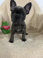 Blue  2, a male French Bulldog for sale in Atoka, OK – Photo 1 of 8