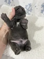 Blue  2, a male French Bulldog for sale in Atoka, OK – Photo 8 of 8