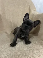 Blue  2, a male French Bulldog for sale in Atoka, OK – Photo 2 of 8