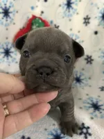 Blue  2, a male French Bulldog for sale in Atoka, OK – Photo 7 of 8