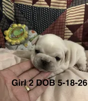 SuzyQ, a female French Bulldog for sale in Atoka, OK – 3 of 3