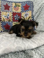 Walker, a male Yorkshire Terrier for sale in Atoka, OK – 3 of 7