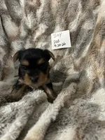 Frankie, a male Yorkshire Terrier for sale in Atoka, OK – 3 of 3