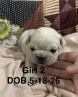 SuzyQ, a female French Bulldog for sale in Atoka, OK – 2 of 3