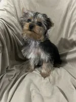 Walker, a male Yorkshire Terrier for sale in Atoka, OK – 2 of 5
