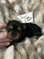 Frutti, a female Yorkshire Terrier for sale in Atoka, OK – 2 of 2