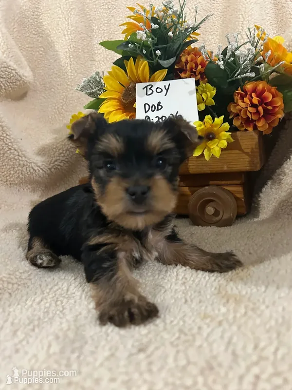 Frankie – Yorkshire Terrier puppy for sale in Atoka, OK
