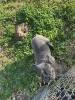 Baler, a male French Bulldog for sale in Atoka, OK – Photo 4 of 6