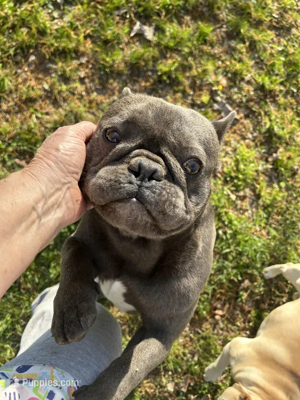 Baler, a male French Bulldog for sale in Atoka, OK – Photo 1 of 6