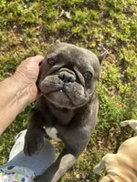 Baler, a male French Bulldog for sale in Atoka, OK – Photo 1 of 6