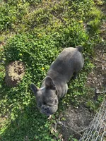 Baler, a male French Bulldog for sale in Atoka, OK – Photo 3 of 6