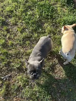 Baler, a male French Bulldog for sale in Atoka, OK – Photo 5 of 6