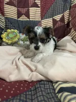 Toynet, a female Yorkshire Terrier for sale in Atoka, OK – 3 of 8