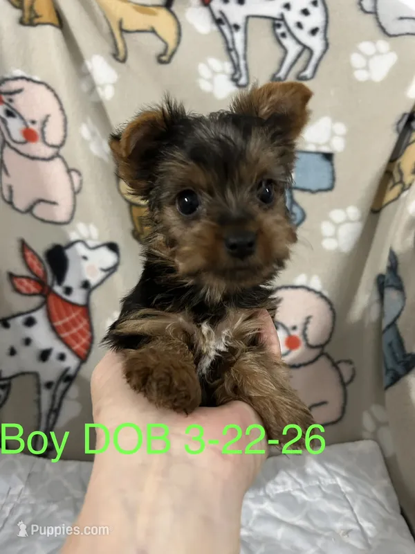 Waylon – Yorkshire Terrier puppy for sale in Atoka, OK