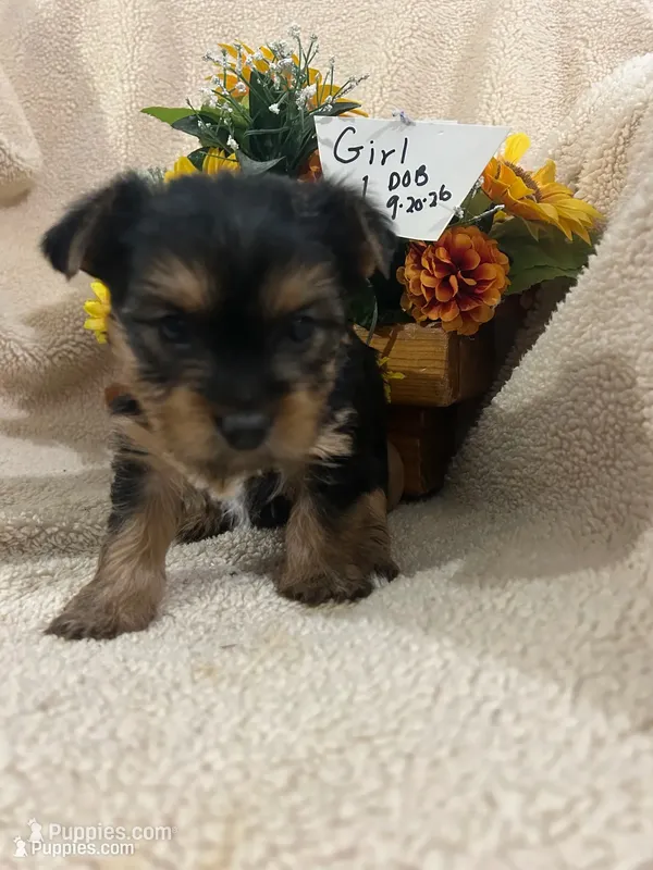 Frutti – Yorkshire Terrier puppy for sale in Atoka, OK