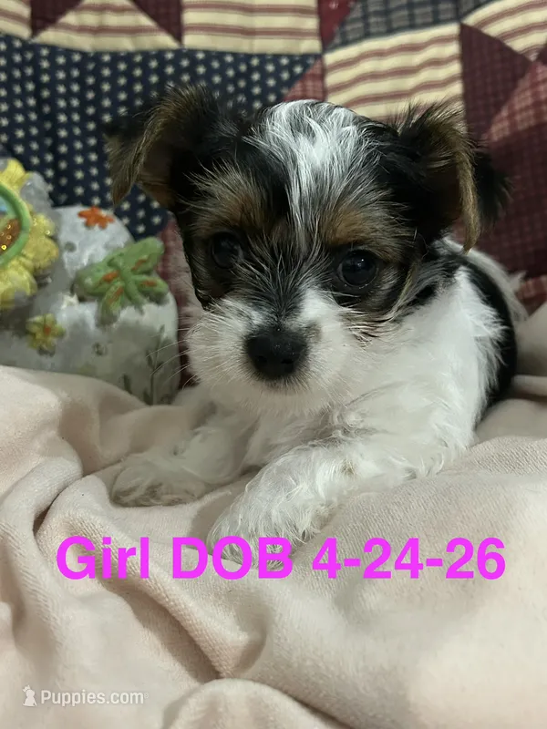 Toynet – Yorkshire Terrier puppy for sale in Atoka, OK
