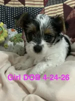 Toynet, a female Yorkshire Terrier for sale in Atoka, OK – 1 of 8