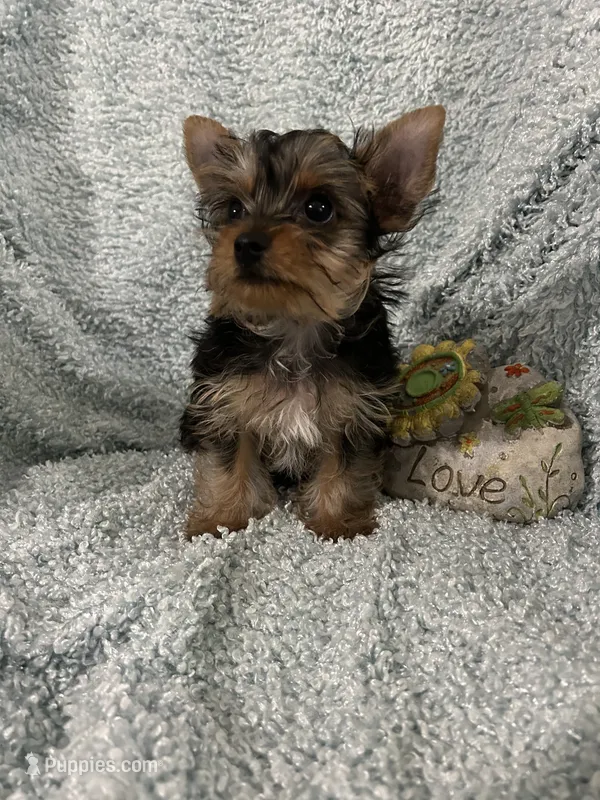 Walker – Yorkshire Terrier puppy for sale in Atoka, OK