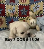SamJam, a male French Bulldog for sale in Atoka, OK – 1 of 3
