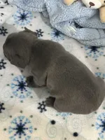 Blue 1, a male French Bulldog for sale in Atoka, OK – Photo 4 of 7