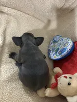 Blue 1, a male French Bulldog for sale in Atoka, OK – Photo 3 of 7