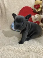 Blue 1, a male French Bulldog for sale in Atoka, OK – Photo 2 of 7