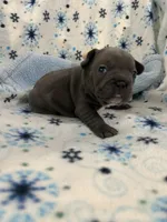 Blue 1, a male French Bulldog for sale in Atoka, OK – Photo 6 of 7