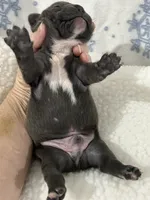 Blue 1, a male French Bulldog for sale in Atoka, OK – Photo 7 of 7