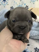 Blue 1, a male French Bulldog for sale in Atoka, OK – Photo 5 of 7