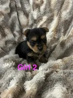 Francie, a female Yorkshire Terrier for sale in Atoka, OK – 2 of 3