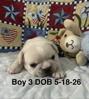 SamJam, a male French Bulldog for sale in Atoka, OK – 2 of 3