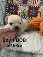 Stetson, a male French Bulldog for sale in Atoka, OK – 2 of 3