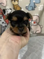 Walker, a male Yorkshire Terrier for sale in Atoka, OK – 2 of 2