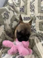 Baby girl, a female French Bulldog for sale in Atoka, OK – Photo 3 of 7