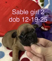 Kate, a female French Bulldog for sale in Atoka, OK – Photo 1 of 3