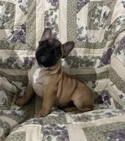 Baby girl, a female French Bulldog for sale in Atoka, OK – Photo 2 of 7