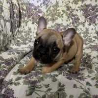 Baby girl, a female French Bulldog for sale in Atoka, OK – Photo 7 of 7