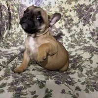 Baby girl, a female French Bulldog for sale in Atoka, OK – Photo 5 of 7