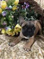 Baby girl, a female French Bulldog for sale in Atoka, OK – Photo 4 of 7
