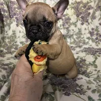 Baby girl, a female French Bulldog for sale in Atoka, OK – Photo 6 of 7