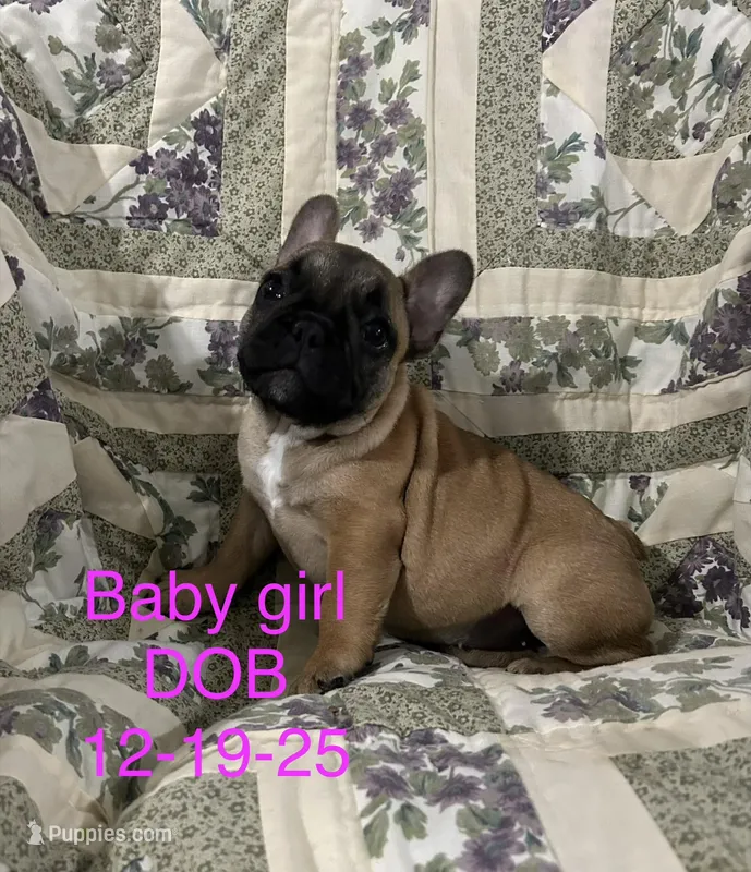 Baby girl – French Bulldog puppy for sale in Atoka, OK