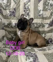 Baby girl, a female French Bulldog for sale in Atoka, OK – Photo 1 of 7