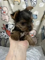 Waylon, a male Yorkshire Terrier for sale in Atoka, OK – 3 of 10