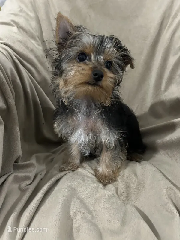 Walker – Yorkshire Terrier puppy for sale in Atoka, OK