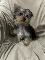 Walker, a male Yorkshire Terrier for sale in Atoka, OK – 1 of 5