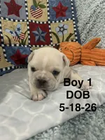 Stetson, a male French Bulldog for sale in Atoka, OK – 3 of 3