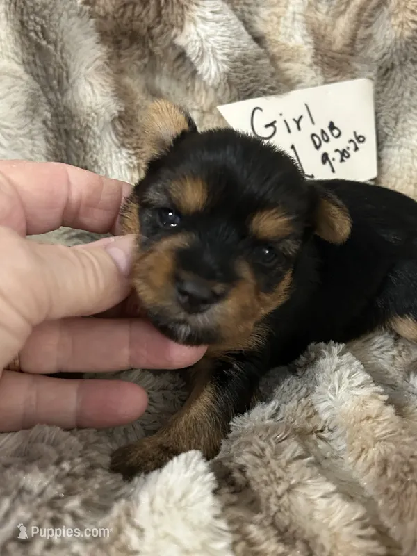 Frutti – Yorkshire Terrier puppy for sale in Atoka, OK